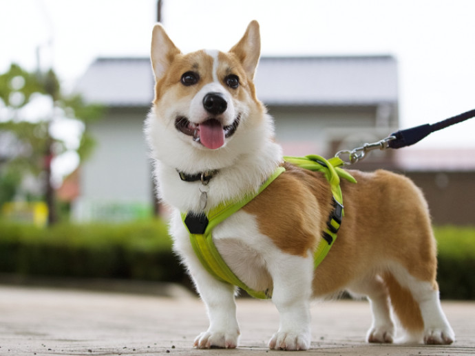 犬も寒暖差に要注意！体調不良のサインや対策について紹介