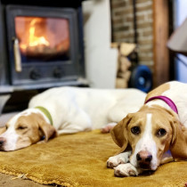 犬のお散歩は冬でも行くべき？注意点やおすすめグッズを紹介