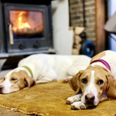 犬のお散歩は冬でも行くべき？注意点やおすすめグッズを紹介