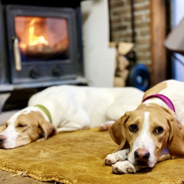 犬のお散歩は冬でも行くべき？注意点やおすすめグッズを紹介