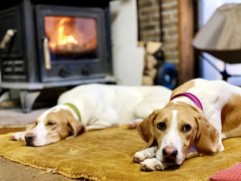 犬のお散歩は冬でも行くべき？注意点やおすすめグッズを紹介