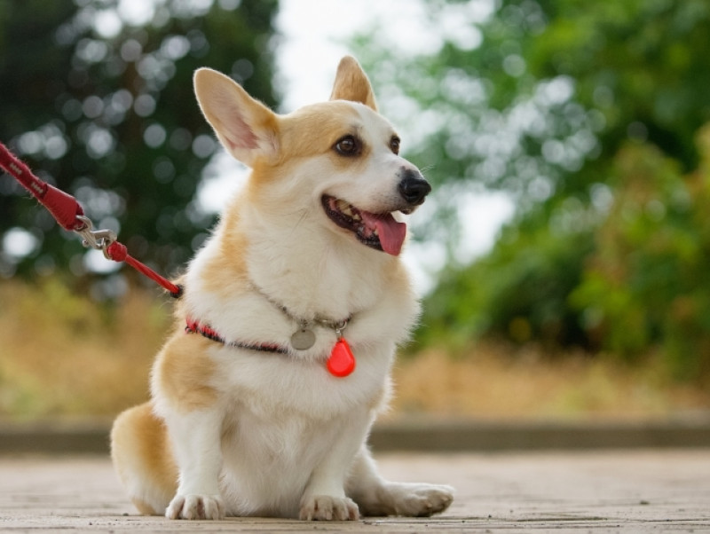 犬の「関節」はどうなってる？トラブルで起こる症状や予防法も紹介