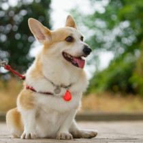 犬の「関節」はどうなってる？トラブルで起こる症状や予防法も紹介