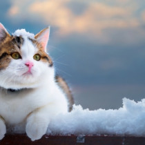 【ねこちゃんの冬対策を完全ガイド】飼い主さんの疑問を解決