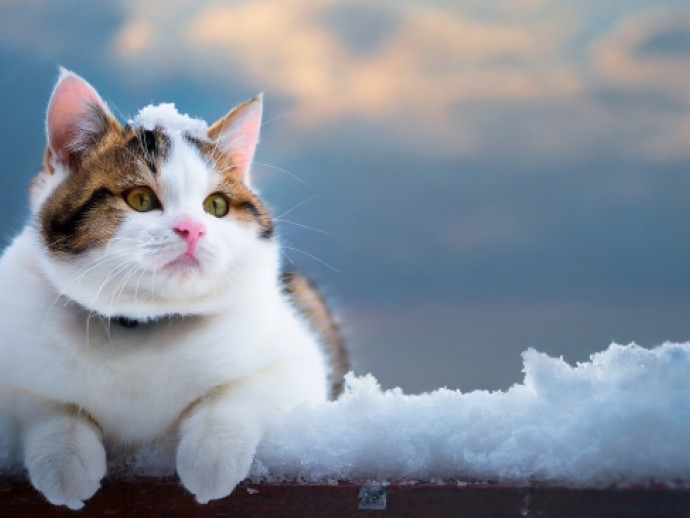 【ねこちゃんの冬対策を完全ガイド】飼い主さんの疑問を解決