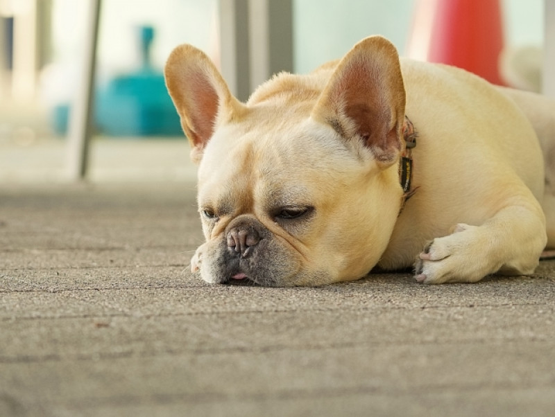 犬の膀胱トラブルとは？代表的な4つの疾患と治療法、予防のポイントを紹介