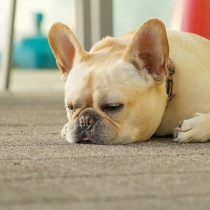 犬の膀胱トラブルとは？代表的な4つの疾患と治療法、予防のポイントを紹介