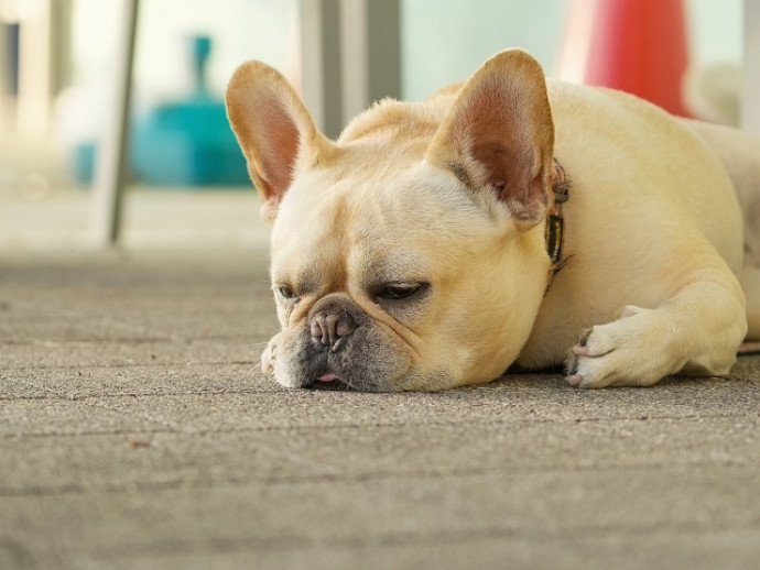 犬の膀胱トラブルとは？代表的な4つの疾患と治療法、予防のポイントを紹介
