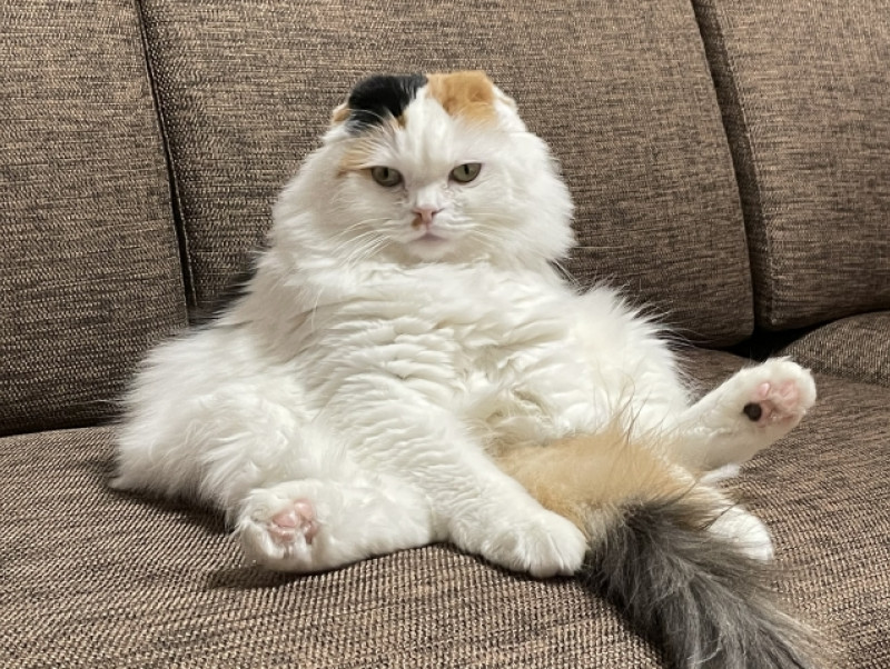 春になるとねこちゃんの抜け毛はなぜ増える？換毛期の理由と正しい対策