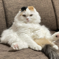 春になるとねこちゃんの抜け毛はなぜ増える？換毛期の理由と正しい対策