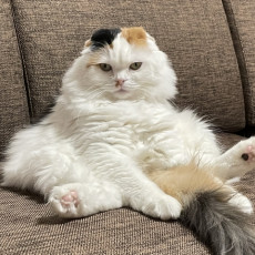 春になるとねこちゃんの抜け毛はなぜ増える？換毛期の理由と正しい対策