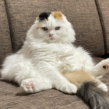 春になるとねこちゃんの抜け毛はなぜ増える？換毛期の理由と正しい対策