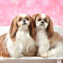 春は犬の発情が多い季節！発情期に起こる変化や対処法を紹介