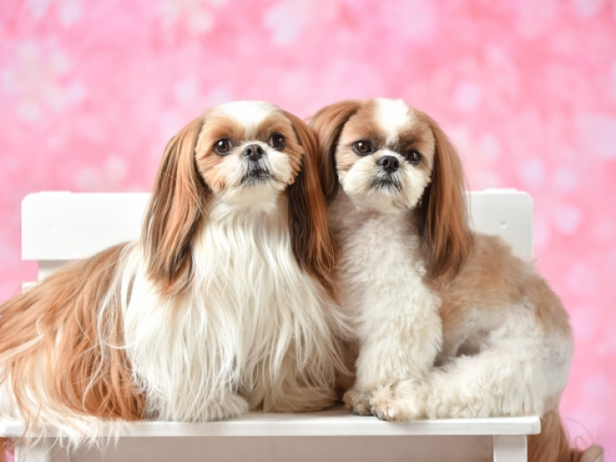 春は犬の発情が多い季節！発情期に起こる変化や対処法を紹介