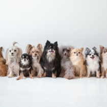 犬は季節の変わり目に敏感！春から夏にかけて注意したいこと5つ