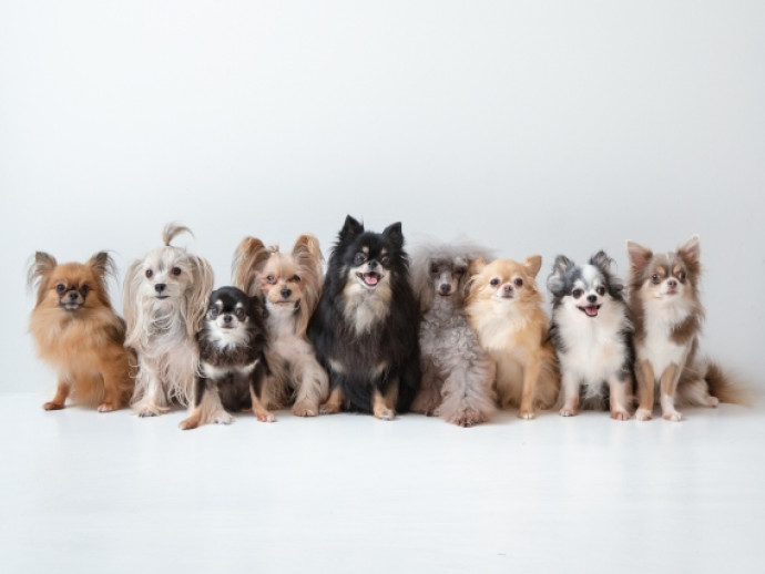 犬は季節の変わり目に敏感！春から夏にかけて注意したいこと5つ