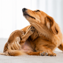 犬のアレルギーはなぜ起こる？原因・症状・対処法を紹介