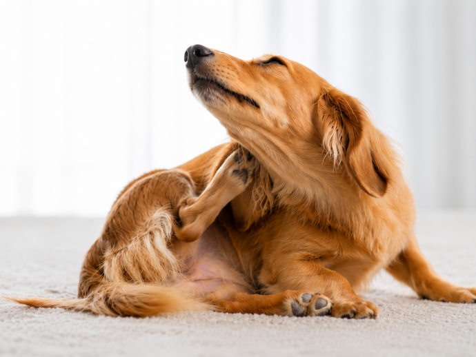 犬のアレルギーはなぜ起こる？原因・症状・対処法を紹介