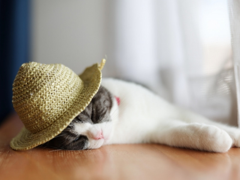 ねこちゃんがエアコンを嫌がるのはなぜ？ねこちゃんの行動と温度差対策