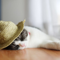 ねこちゃんがエアコンを嫌がるのはなぜ？ねこちゃんの行動と温度差対策