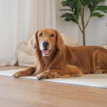 残暑に要注意！8月・9月に気をつけたい犬の熱中症対策5つ