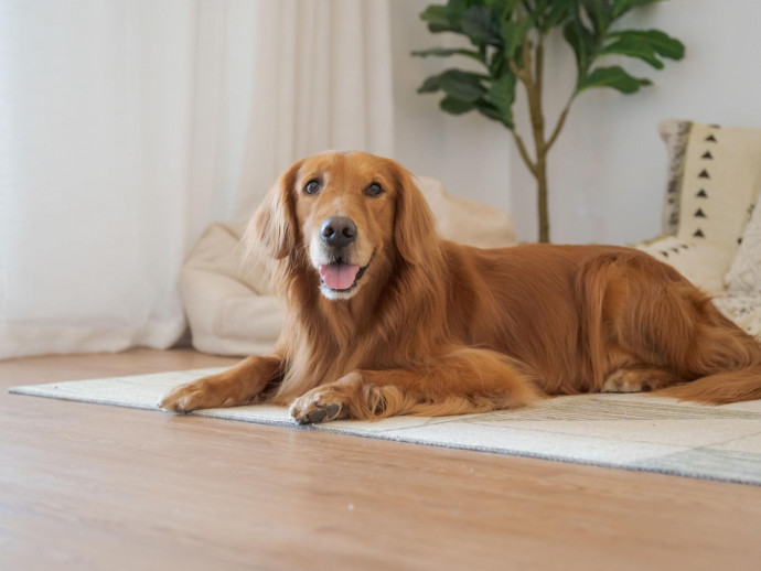 残暑に要注意！8月・9月に気をつけたい犬の熱中症対策5つ
