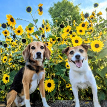 夏の花火・雷が苦手な愛犬のためにできることは？夜泣きや不安行動への対処法4つ