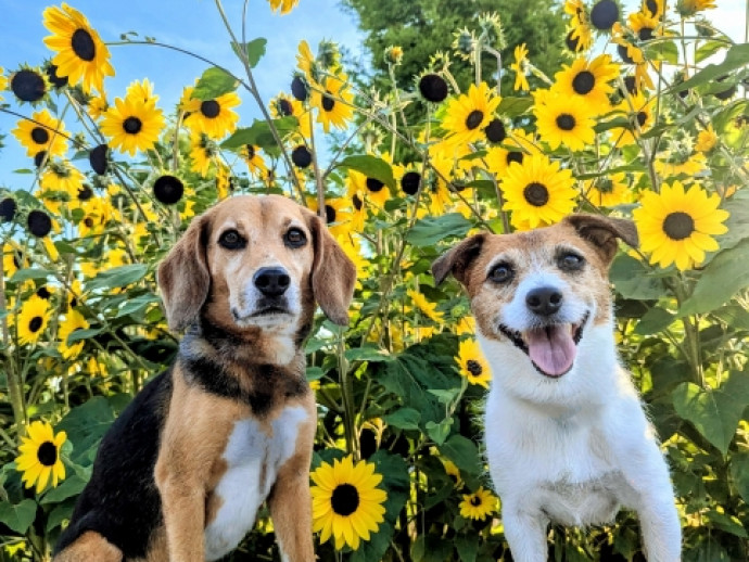 夏の花火・雷が苦手な愛犬のためにできることは？夜泣きや不安行動への対処法4つ