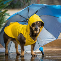 台風シーズン到来！犬が安心して過ごすための防災・備えガイド