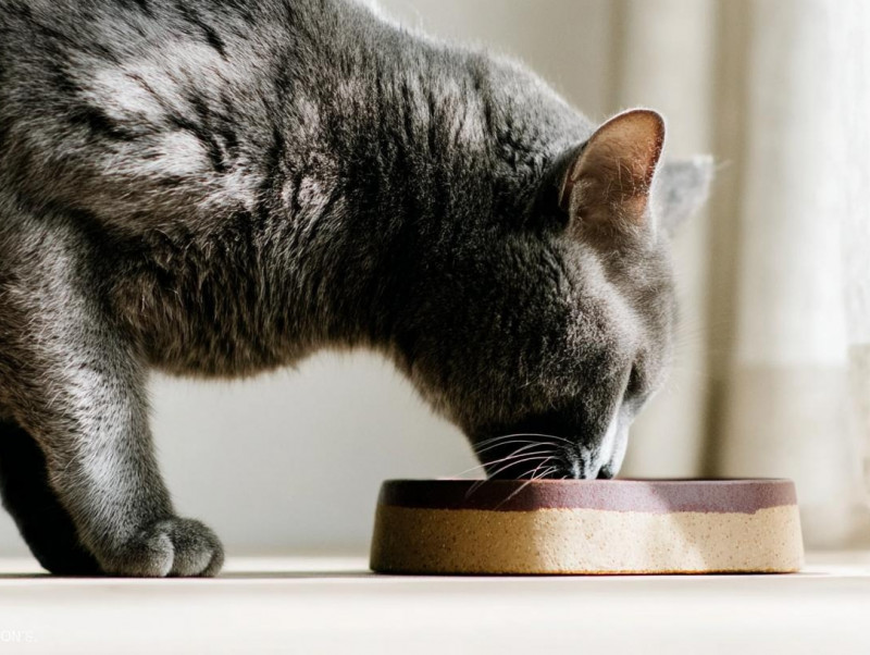 ねこちゃんが食欲不振になる原因は？夏の疲れと季節の変わり目に気をつけたいサイン