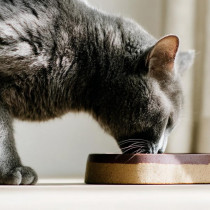 ねこちゃんが食欲不振になる原因は？夏の疲れと季節の変わり目に気をつけたいサイン