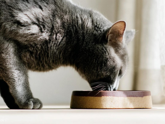 ねこちゃんが食欲不振になる原因は？夏の疲れと季節の変わり目に気をつけたいサイン