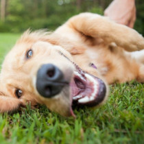 【愛玩動物飼養管理士執筆】セーターやマフラーにもなる！犬の抜け毛を「再利用」する方法