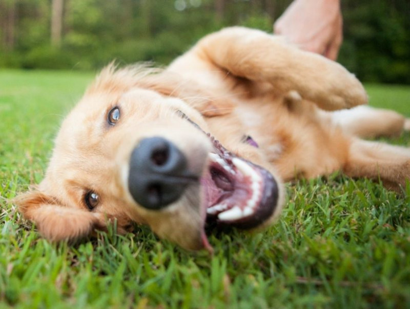 【愛玩動物飼養管理士執筆】セーターやマフラーにもなる！犬の抜け毛を「再利用」する方法