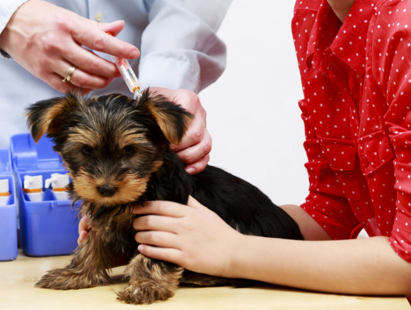 【獣医師執筆】子犬にワクチンはいつ接種する？種類は？獣医師がワクチンの疑問を徹底解説