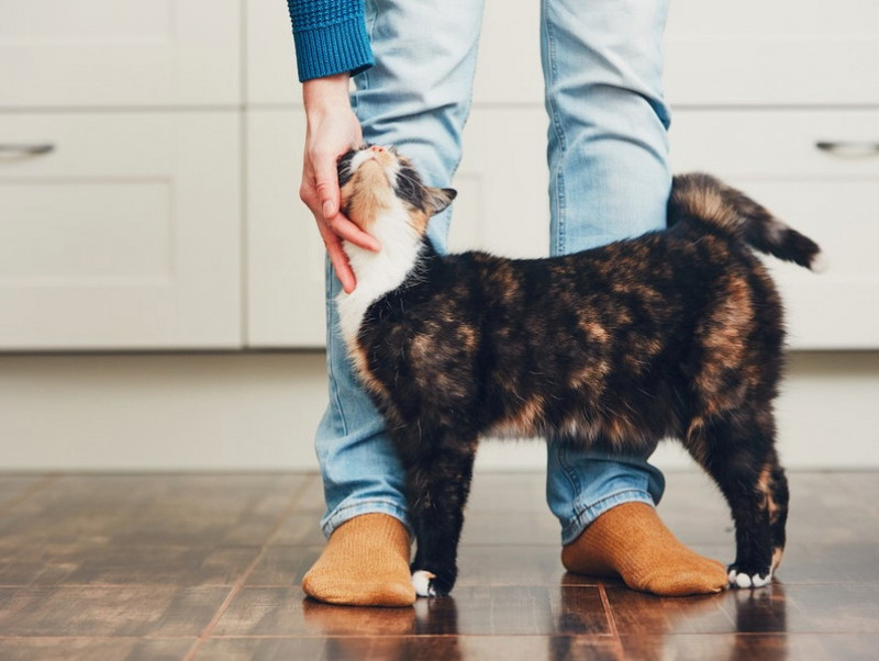 【獣医師執筆】初めて猫を飼う方必見！獣医師が教える猫の選び方や準備すること