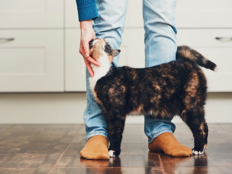 【獣医師執筆】初めて猫を飼う方必見！獣医師が教える猫の選び方や準備すること