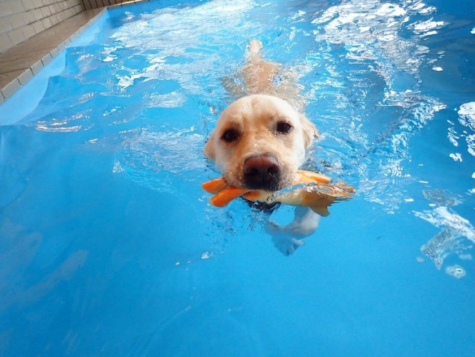 【東京】運動不足にもってこい！暑い夏は江東区・綱吉の湯「犬のプール」へ行こう