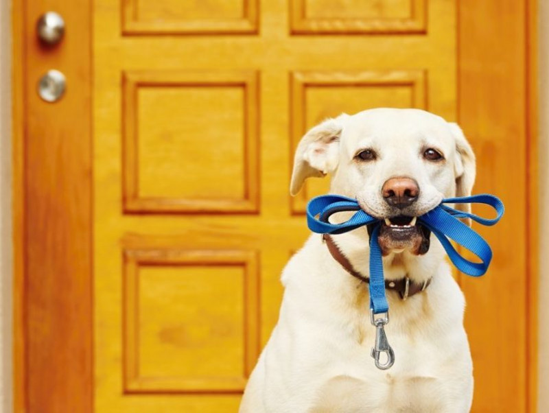 犬のお散歩いつからOK？知っておきたい「外遊び5つのポイント」