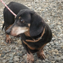 【獣医師執筆】病院に行けない犬猫のために…「往診治療」のメリット・デメリット