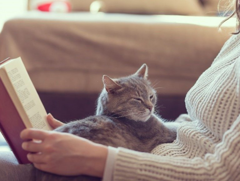 飼い主も猫も幸せに！「猫が喜ぶ部屋作り」5つのポイント