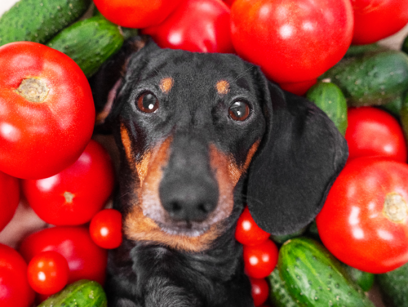 【獣医師執筆】愛犬と一緒に食べたい！夏バテを乗り切る「野菜スープ」レシピ