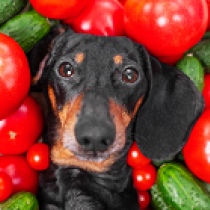 【獣医師執筆】愛犬と一緒に食べたい！夏バテを乗り切る「野菜スープ」レシピ