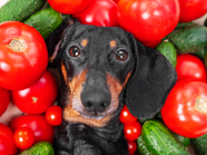 【獣医師執筆】愛犬と一緒に食べたい！夏バテを乗り切る「野菜スープ」レシピ