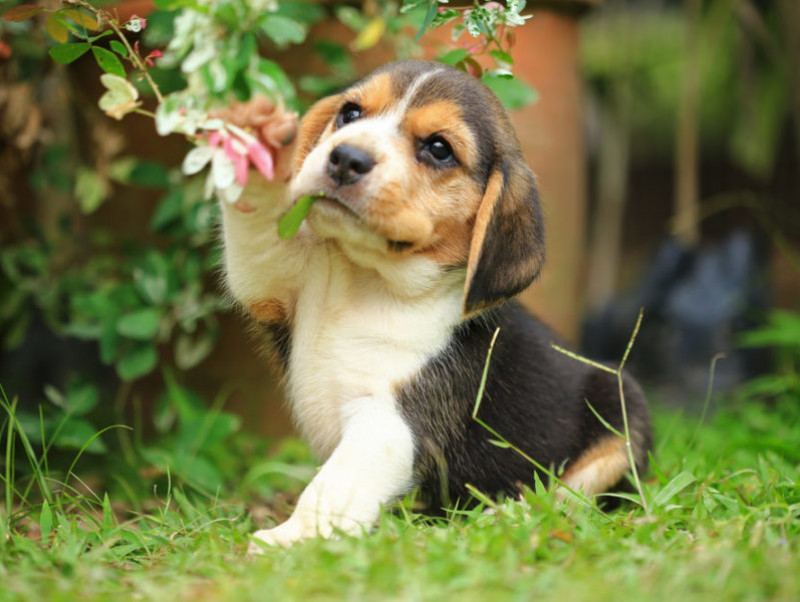 これからわんちゃんを飼う人必見！知っておくべき迎え入れ方3つ