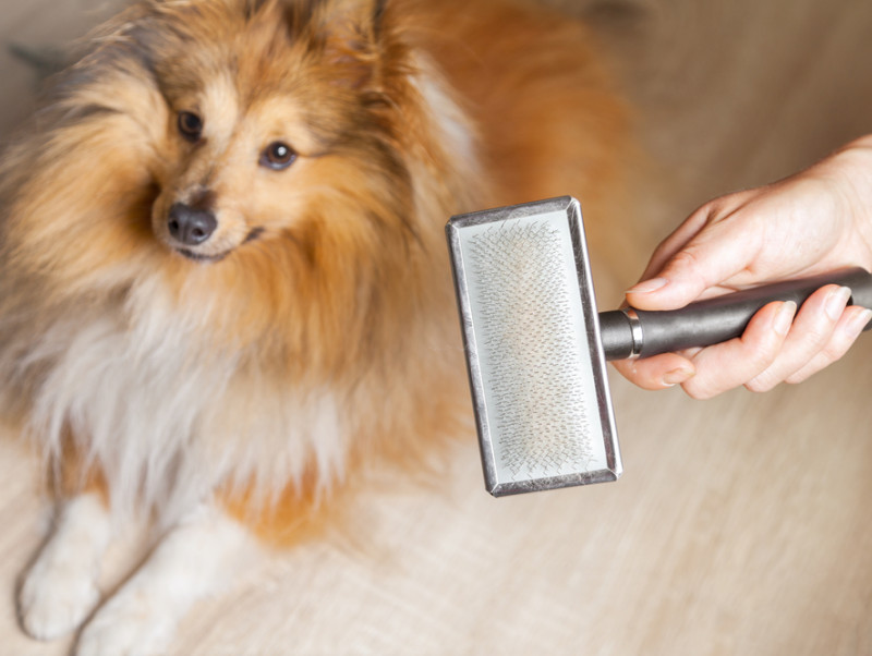 【獣医師執筆】ただの換毛期じゃないかも…！飼い主さんが気をつけたい犬の皮膚病5つ