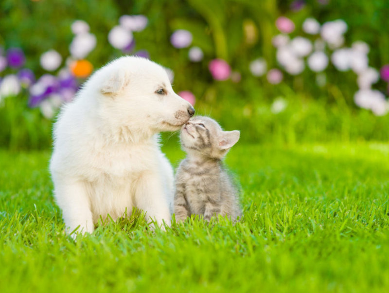 【獣医師執筆】犬猫両方を飼いたい人必見！仲良く暮らすために人間ができること