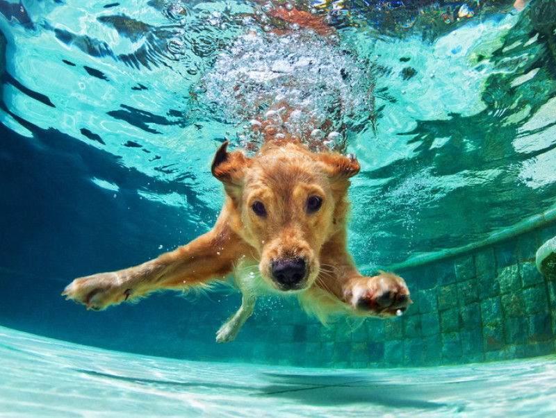 【獣医師執筆】ムリは禁物！わんちゃんの「夏の水遊び」で気をつけたいこと