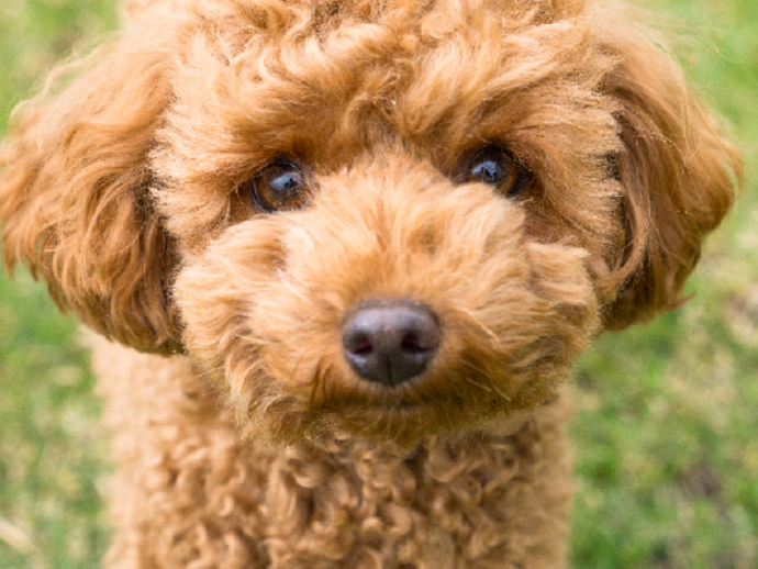 【獣医師執筆】犬は白黒しか認識できないって本当？知っておきたい犬の視界と目の病気