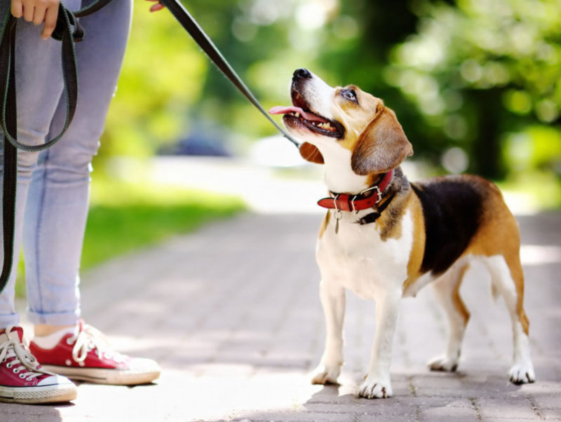 【獣医師執筆】うちの愛犬にぴったりなのは？用途別「リードの選び方」を徹底解説